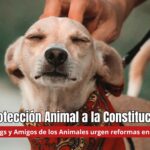 Protección Animal a la Constitución; urgen en San Miguel de Allende y Guanajuato reformas locales