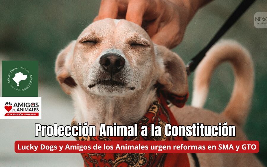 Protección Animal a la Constitución; urgen en San Miguel de Allende y Guanajuato reformas locales