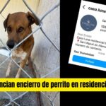 Rescatista denuncia maltrato animal en desarrollo inmobiliario de San Miguel de Allende