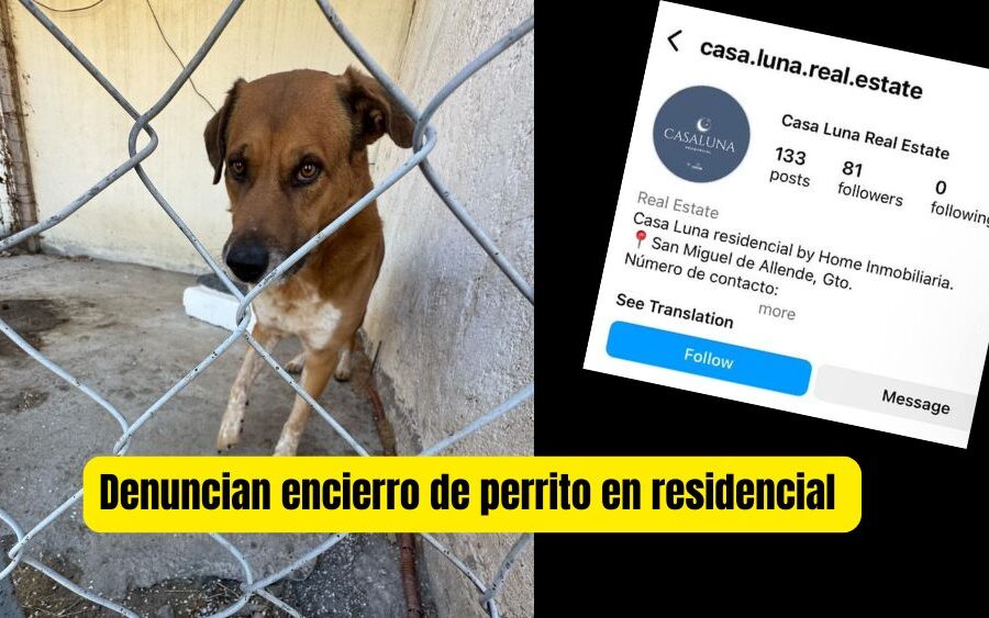 Rescatista denuncia maltrato animal en desarrollo inmobiliario de San Miguel de Allende