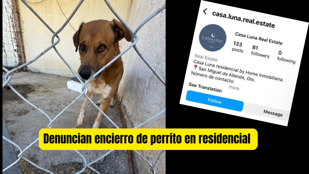 Rescatista denuncia maltrato animal en desarrollo inmobiliario de San Miguel de Allende