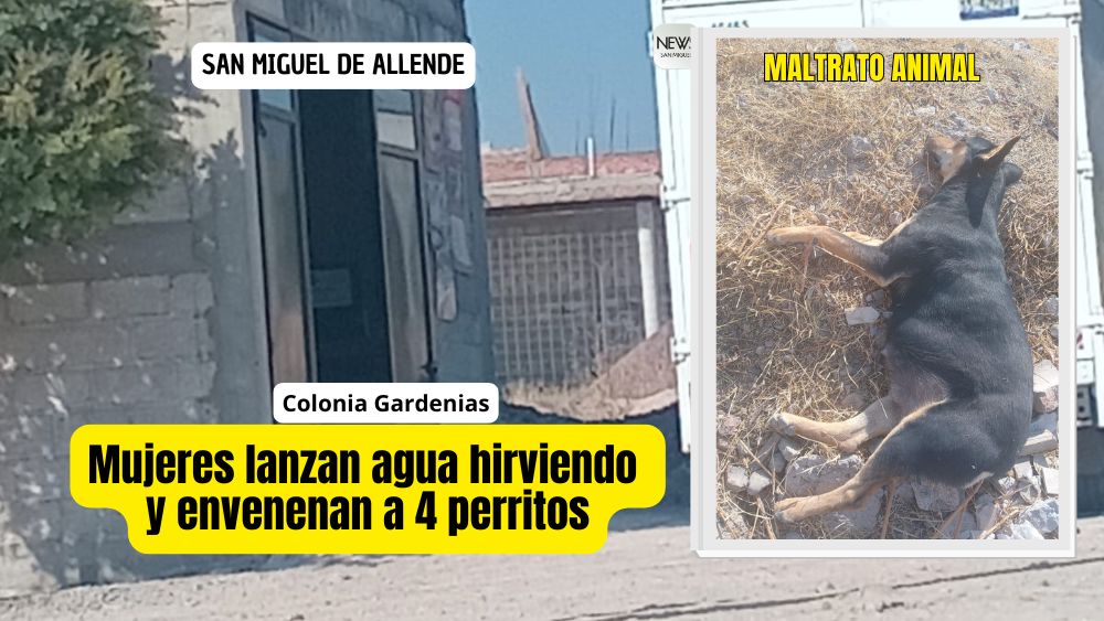 Nuevo caso de maltrato animal, ahora en la colonia Gardenias en San Miguel de Allende