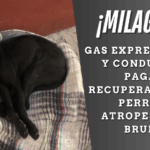 Perro Bruno, atropellado por repartidor de Gas Express Nieto, recibe justicia tras presión ciudadana