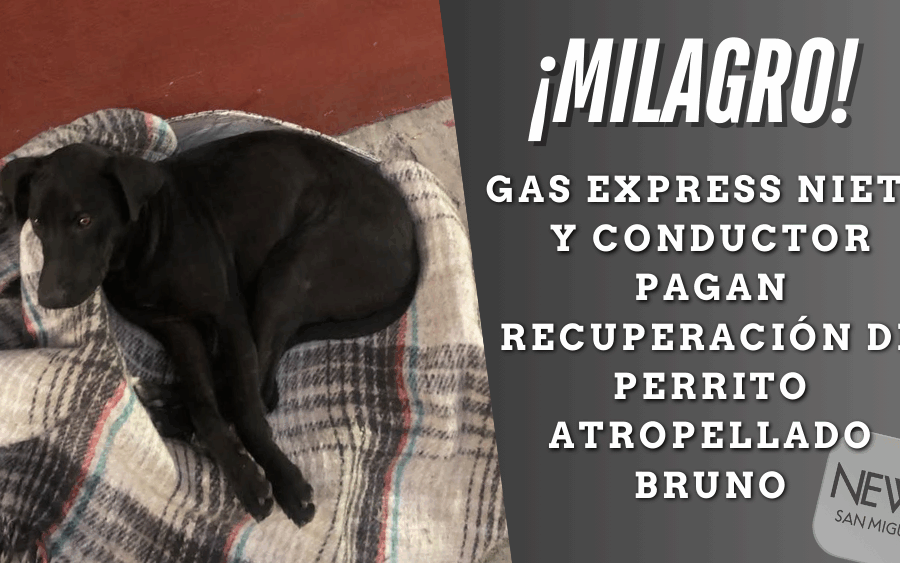 Perro Bruno, atropellado por repartidor de Gas Express Nieto, recibe justicia tras presión ciudadana