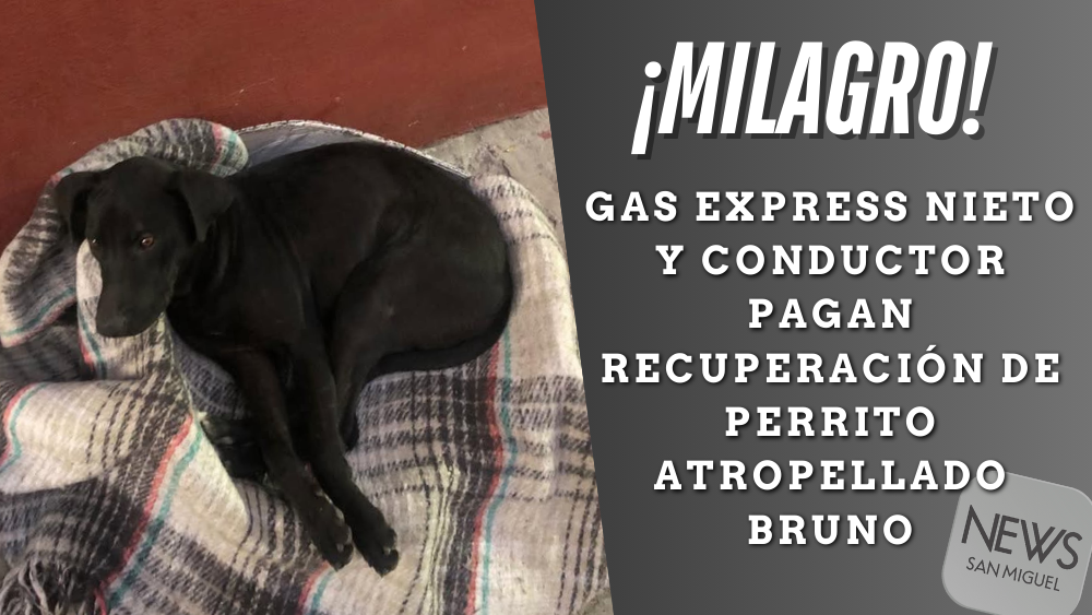 Perro Bruno, atropellado por repartidor de Gas Express Nieto, recibe justicia tras presión ciudadana