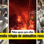 Refugio de Rescatista Sandra Echeverría es devastado por un incendio: Llamado urgente a la solidaridad