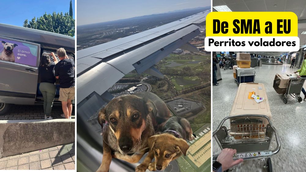 Perritos: de las calles de San Miguel… ¡al cielo y directo a una nueva vida en Whashington!
