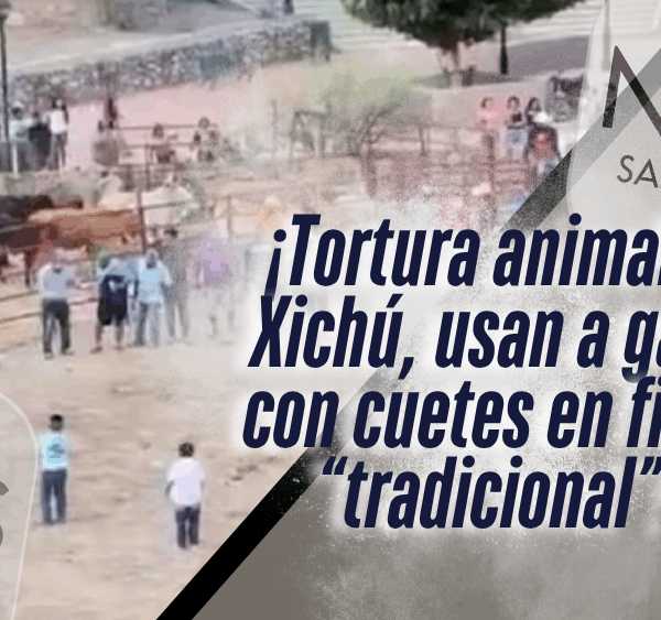 ¡Gatos usados con pirotecnia en festividad de Xichú causa indignación nacional!