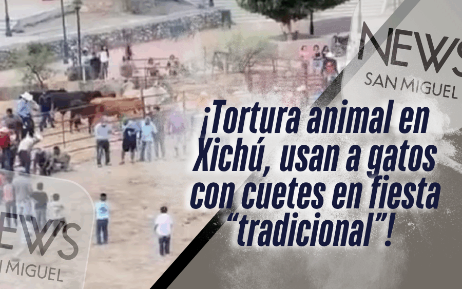 ¡Gatos usados con pirotecnia en festividad de Xichú causa indignación nacional!