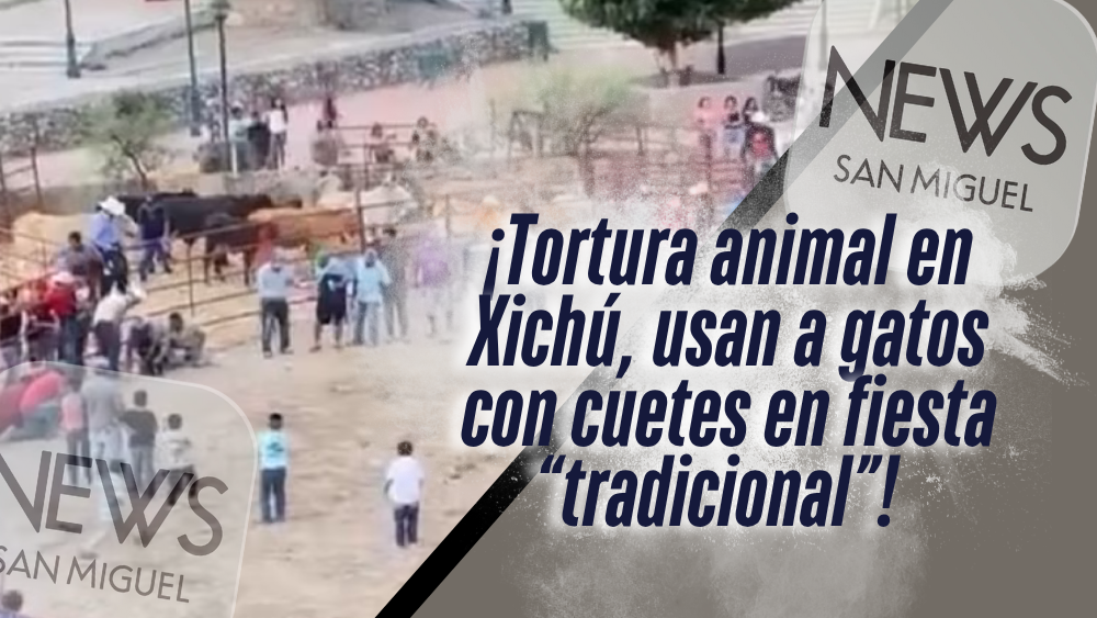 ¡Gatos usados con pirotecnia en festividad de Xichú causa indignación nacional!