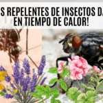 Plantas repelentes: una solución natural contra insectos en temporada de calor
