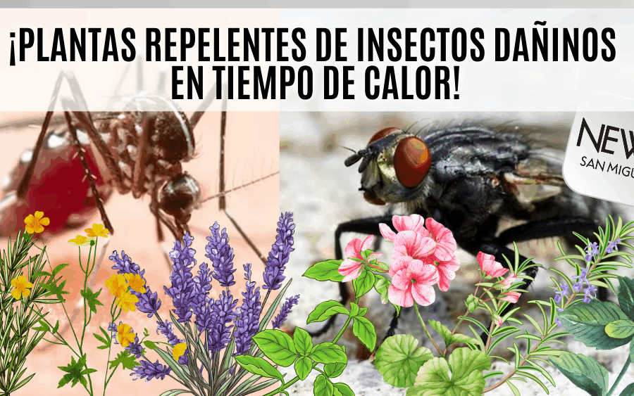 Plantas repelentes: una solución natural contra insectos en temporada de calor