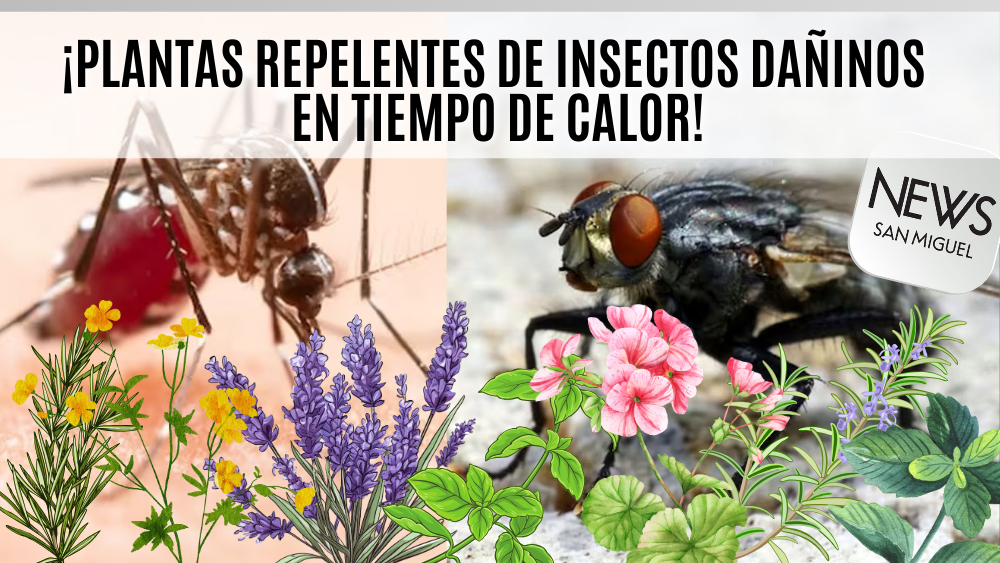 Plantas repelentes: una solución natural contra insectos en temporada de calor