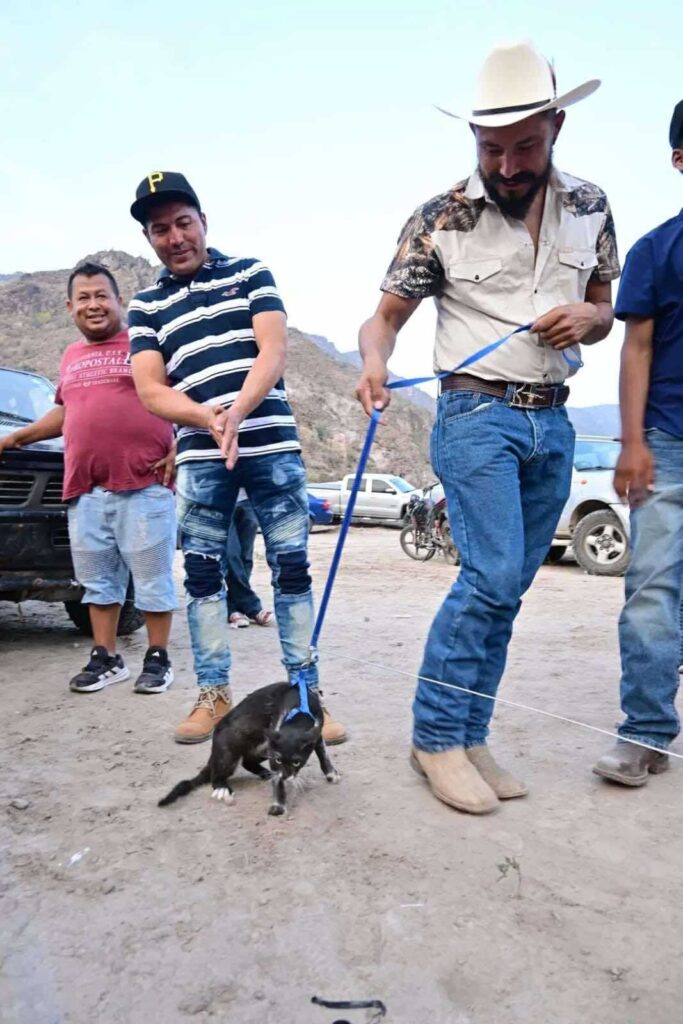 gatos