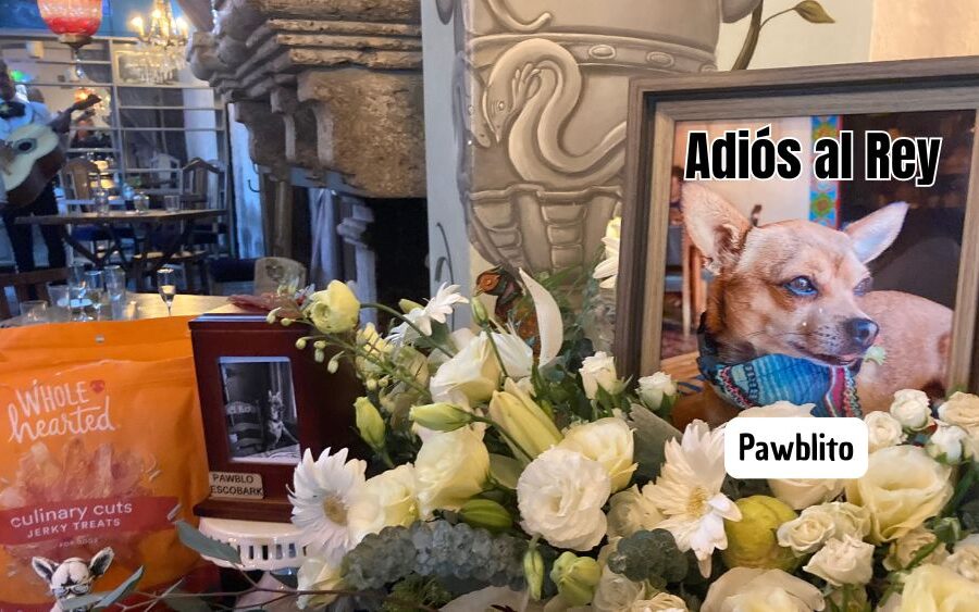 El Rey Pawblo ya descansa: una despedida entre lágrimas, mariachi y amor perruno