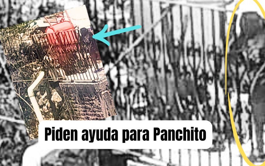 Vecinos de la colonia Caracol piden ayuda urgente para un niño en aparente abandono en San Miguel de Allende