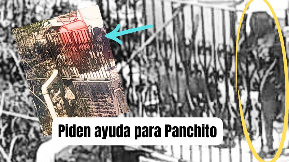 Vecinos de la colonia Caracol piden ayuda urgente para un niño en aparente abandono en San Miguel de Allende