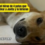 El Güero, el héroe de cuatro patas que defendió a Doña Jovita en Comonfort y lo hieren