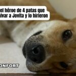 El Güero, el héroe de cuatro patas que defendió a Doña Jovita en Comonfort y lo hieren