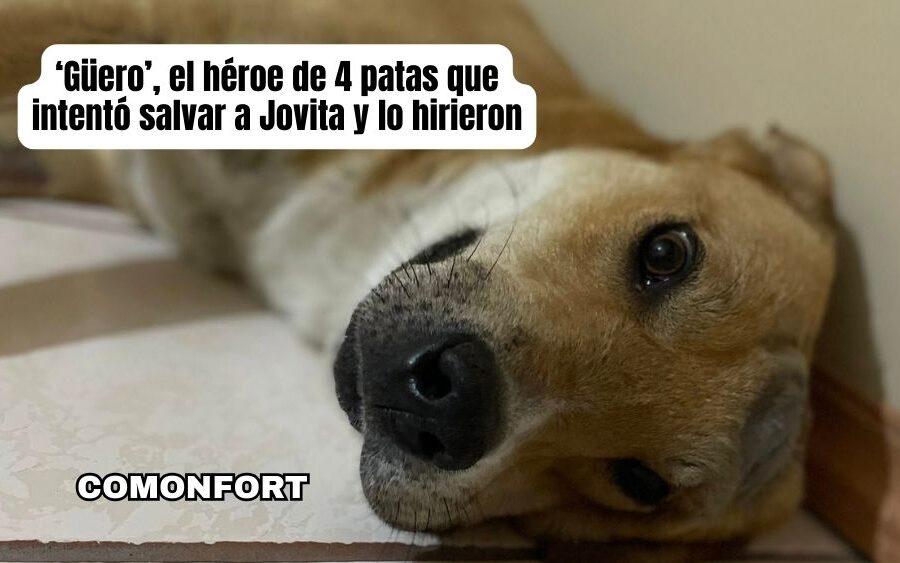 El Güero, el héroe de cuatro patas que defendió a Doña Jovita en Comonfort y lo hieren