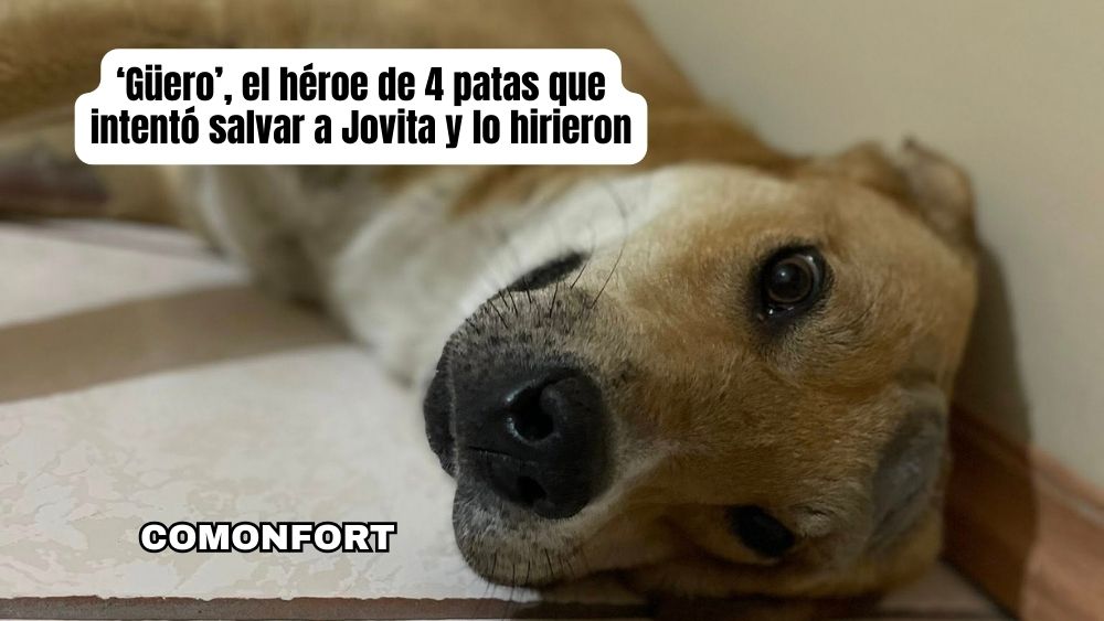El Güero, el héroe de cuatro patas que defendió a Doña Jovita en Comonfort y lo hieren