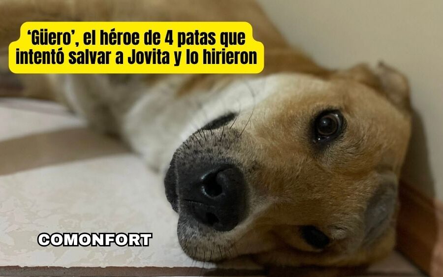 El Güero, el héroe de cuatro patas que defendió a Doña Jovita en Comonfort y lo hieren