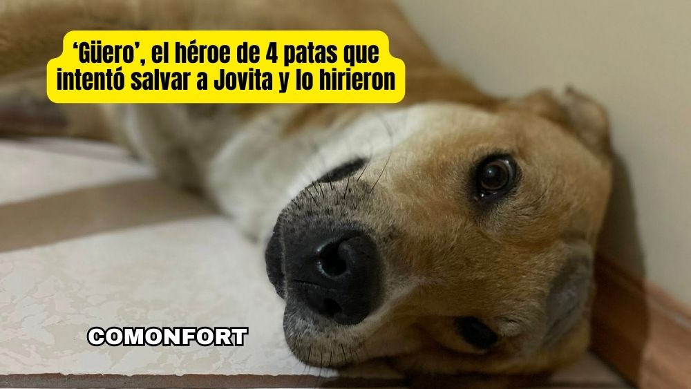 El Güero, el héroe de cuatro patas que defendió a Doña Jovita en Comonfort y lo hieren
