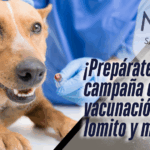 Guanajuato lanzará Semana Estatal de Vacunación Antirrábica 2025