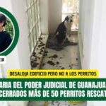 Actuaria del Poder Judicial deja encerrados a perritos dentro de finca que desalojó en San Miguel de Allende
