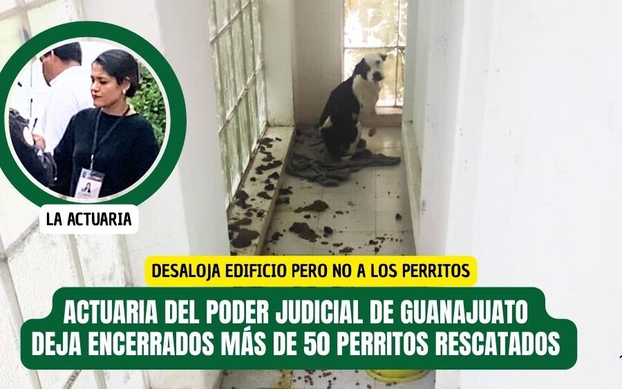 Actuaria del Poder Judicial deja encerrados a perritos dentro de finca que desalojó en San Miguel de Allende