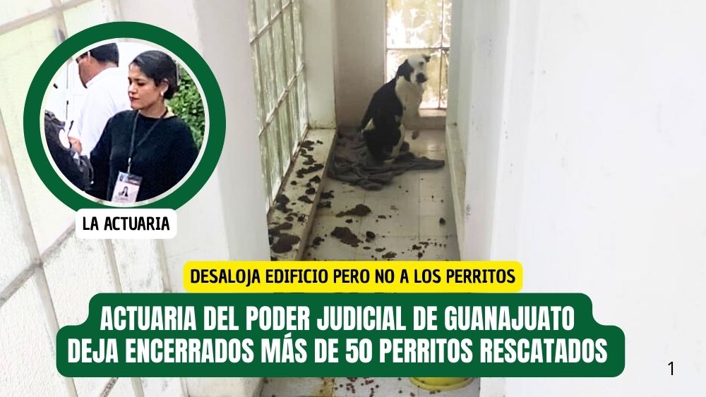 Actuaria del Poder Judicial deja encerrados a perritos dentro de finca que desalojó en San Miguel de Allende