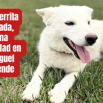 Justicia por Coco: la perrita amada que fue asesinada mientras descansaba frente a su casa