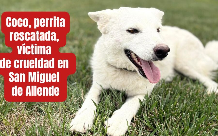 Justicia por Coco: la perrita amada que fue asesinada mientras descansaba frente a su casa