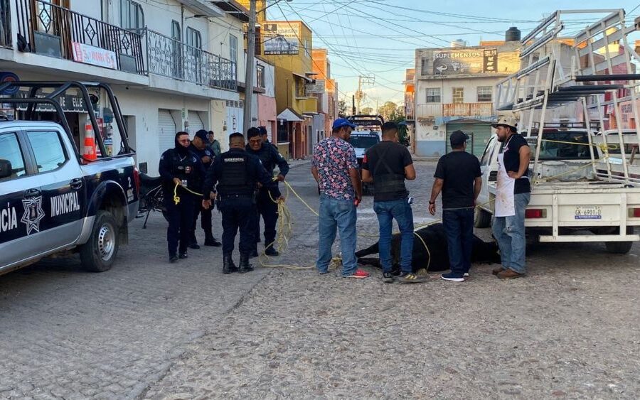 Toros sueltos desatan el caos en San Felipe Torres Mochas: miedo, carreras y un pueblo en shock