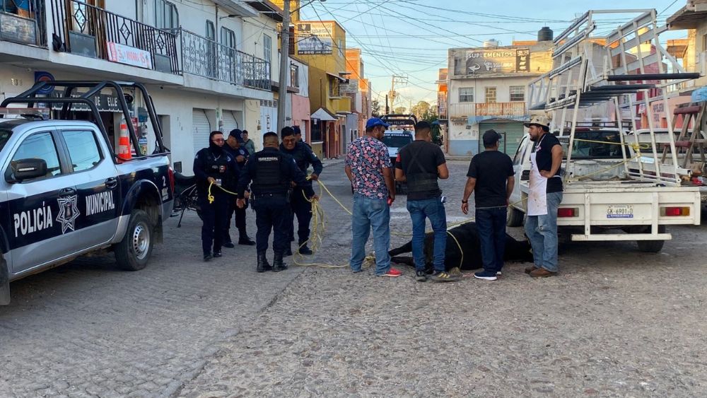 Toros sueltos desatan el caos en San Felipe Torres Mochas: miedo, carreras y un pueblo en shock