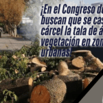 Proponen castigar con cárcel la tala de árboles en zonas urbanas de GTO