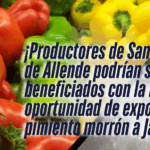Japón dice “¡órale!” al pimiento morrón de Guanajuato, y San Miguel también se apunta