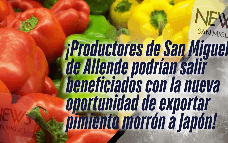 Japón dice “¡órale!” al pimiento morrón de Guanajuato, y San Miguel también se apunta