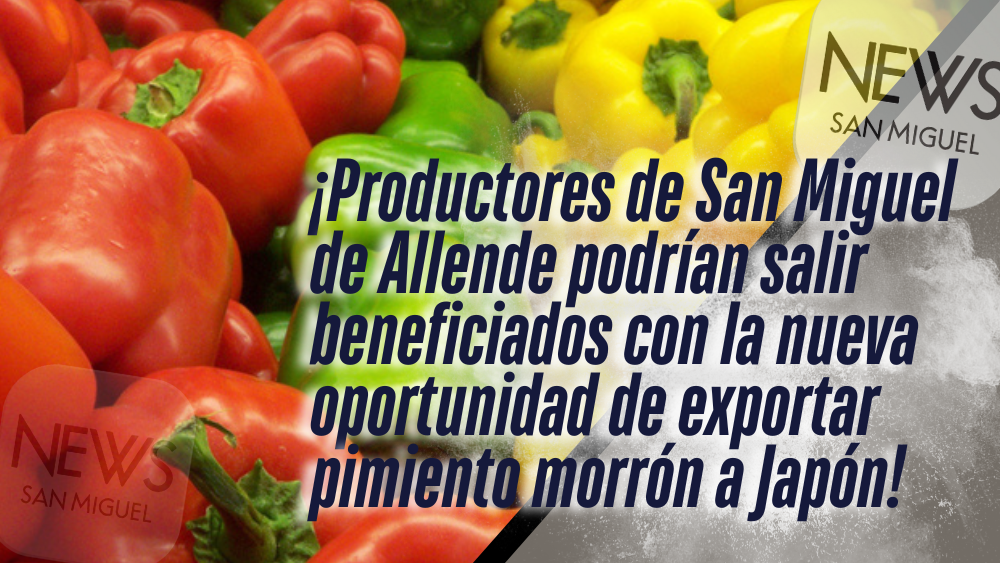 Japón dice “¡órale!” al pimiento morrón de Guanajuato, y San Miguel también se apunta