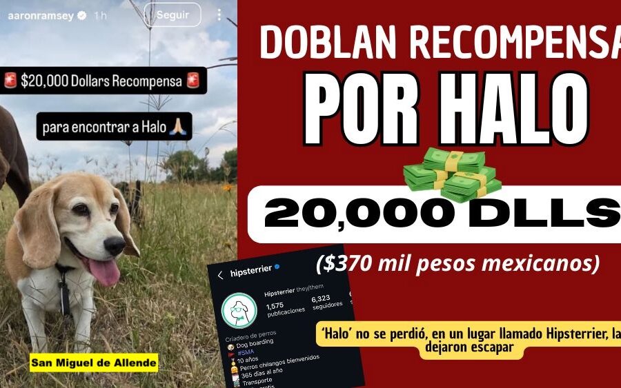 Ramsey dobla recompensa por su perrita Halo: ¡Van 20 mil dólares ($370 mil MXN) por devolverla!