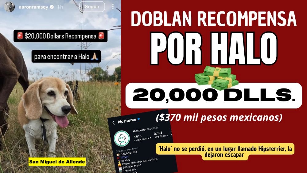 Ramsey dobla recompensa por su perrita Halo: ¡Van 20 mil dólares ($370 mil MXN) por devolverla!