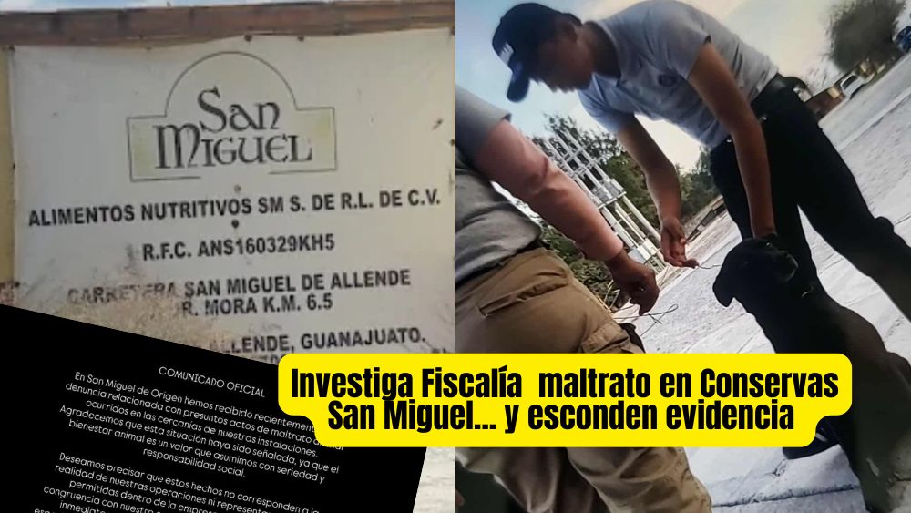 Maltrato animal y fuga de evidencia: Fiscalía va tras Conservas San Miguel