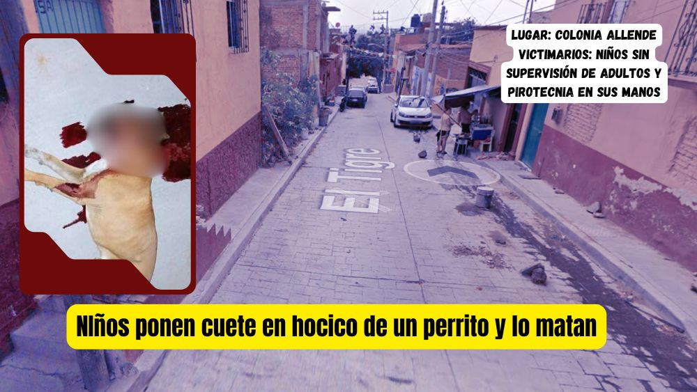 Niños de la colonia Allende matan a perrito al ponerle un cuete en su hocico