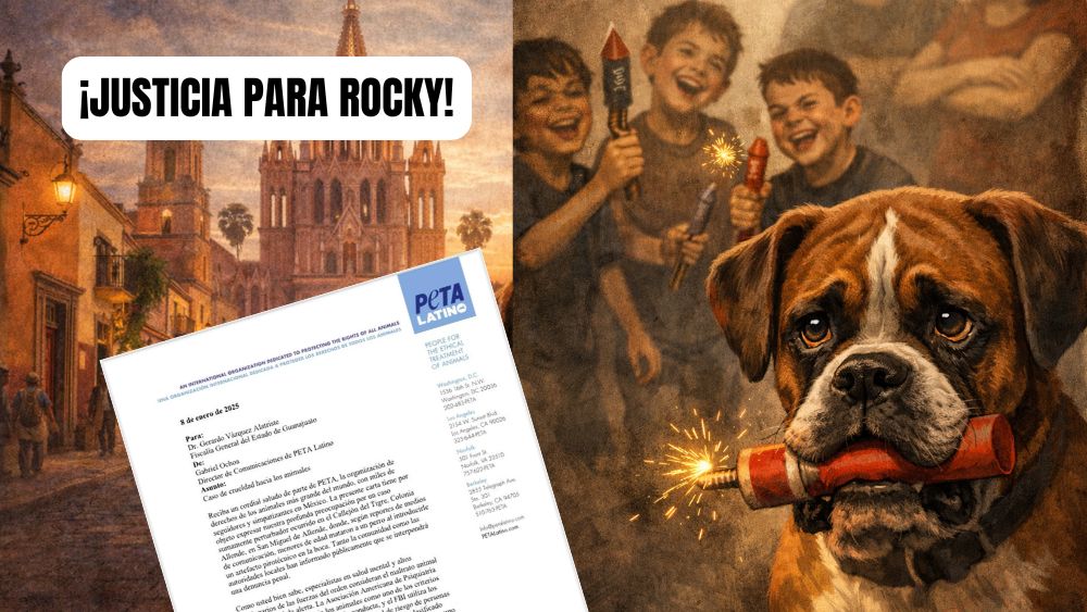 Caso ‘Rocky’ escala: PETA Latino pide a Fiscalía tome cartas tras asesinato del perro en San Miguel de Allende