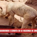 Abandonan una cerdita en una ex hacienda de la Presa Allende en San Miguel de Allende