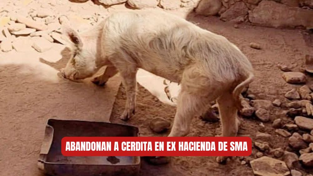 Abandonan una cerdita en una ex hacienda de la Presa Allende en San Miguel de Allende