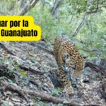 El jaguar ya anda en territorio guanajuatense… y no es cuento: Conanp