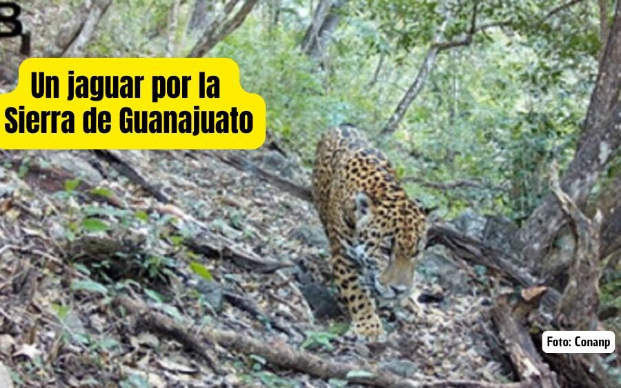El jaguar ya anda en territorio guanajuatense… y no es cuento: Conanp