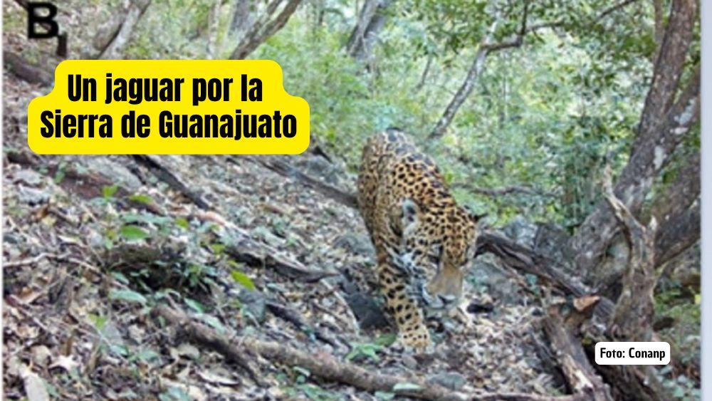 El jaguar ya anda en territorio guanajuatense… y no es cuento: Conanp