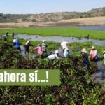 Se coordinan para atacar el lirio que lleva años ahogando la Presa Allende